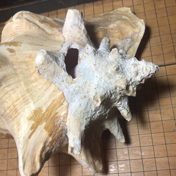 Extra Large Conch Shell Slit Harvest Hole Rustic Surface 9.5”Lx8.25”Wx5.75”H - Picture 7 of 12